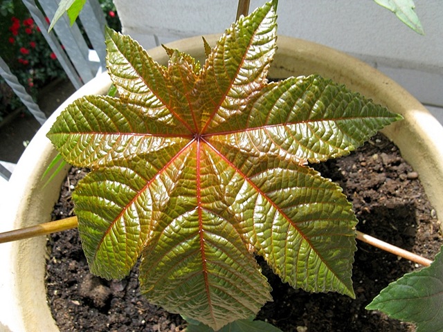 [Rizinusbaum-Blatt[6].jpg]