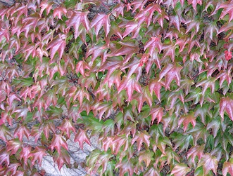 Herbst