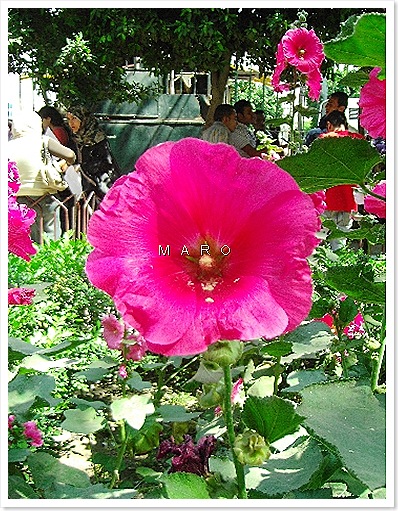 rose