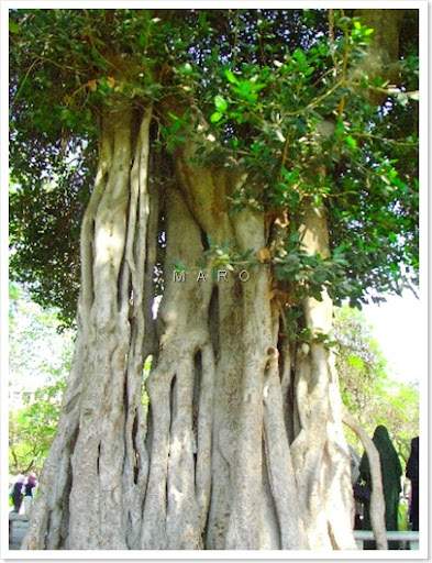 tree 2
