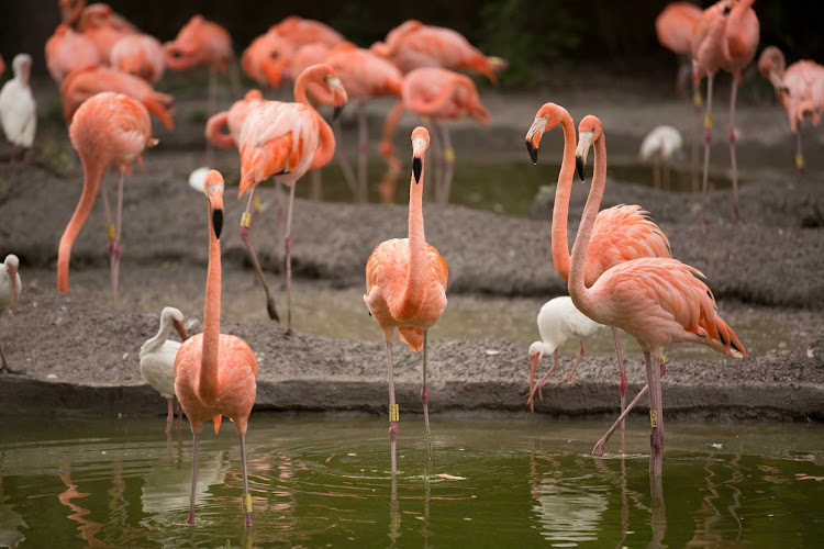 Flamingos at the Miami Zoo.