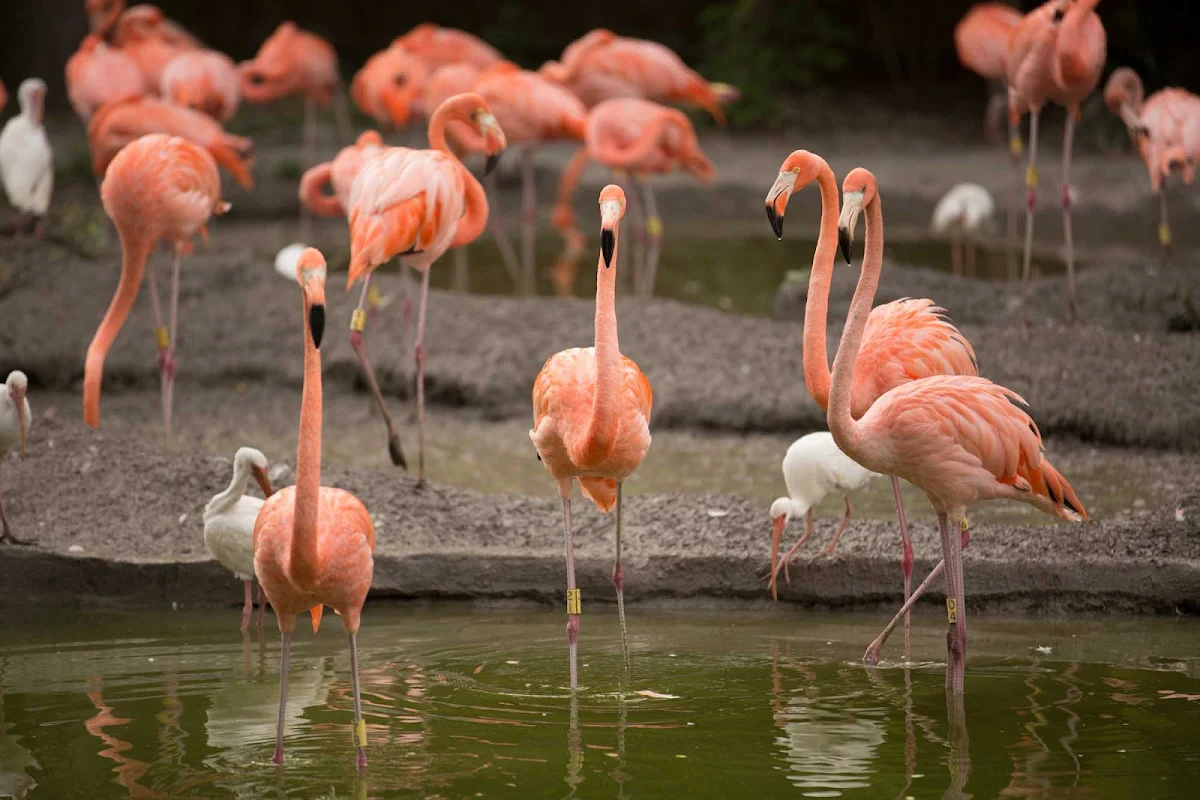 Zoo-Miami-American-Flamingo - Flamingos at the Miami Zoo.