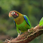 Brown-hooded parrot