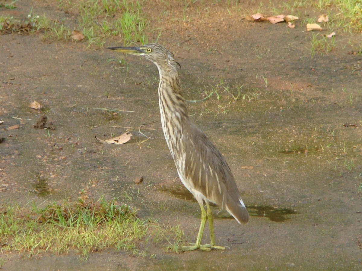 Indian Pond Heron /  Paddybird / குருட்டுக் கொக்கு