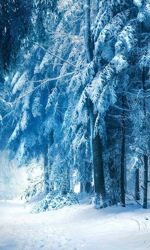 Winter Snow Forest HD LWP