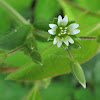 Mouse-Eared Chickweed