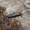 Giant stonefly