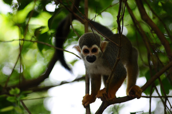 Monkey | Project Noah