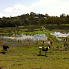 Cows and wetland