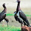 Stork - Abdim's Stork