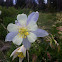 Colorado Columbine