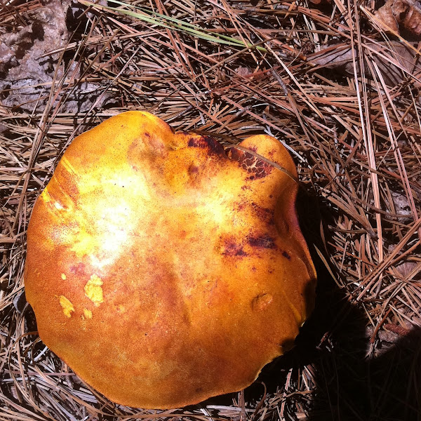 Bolete ? | Project Noah Bolete ?