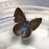 Small Dusky-blue Butterfly
