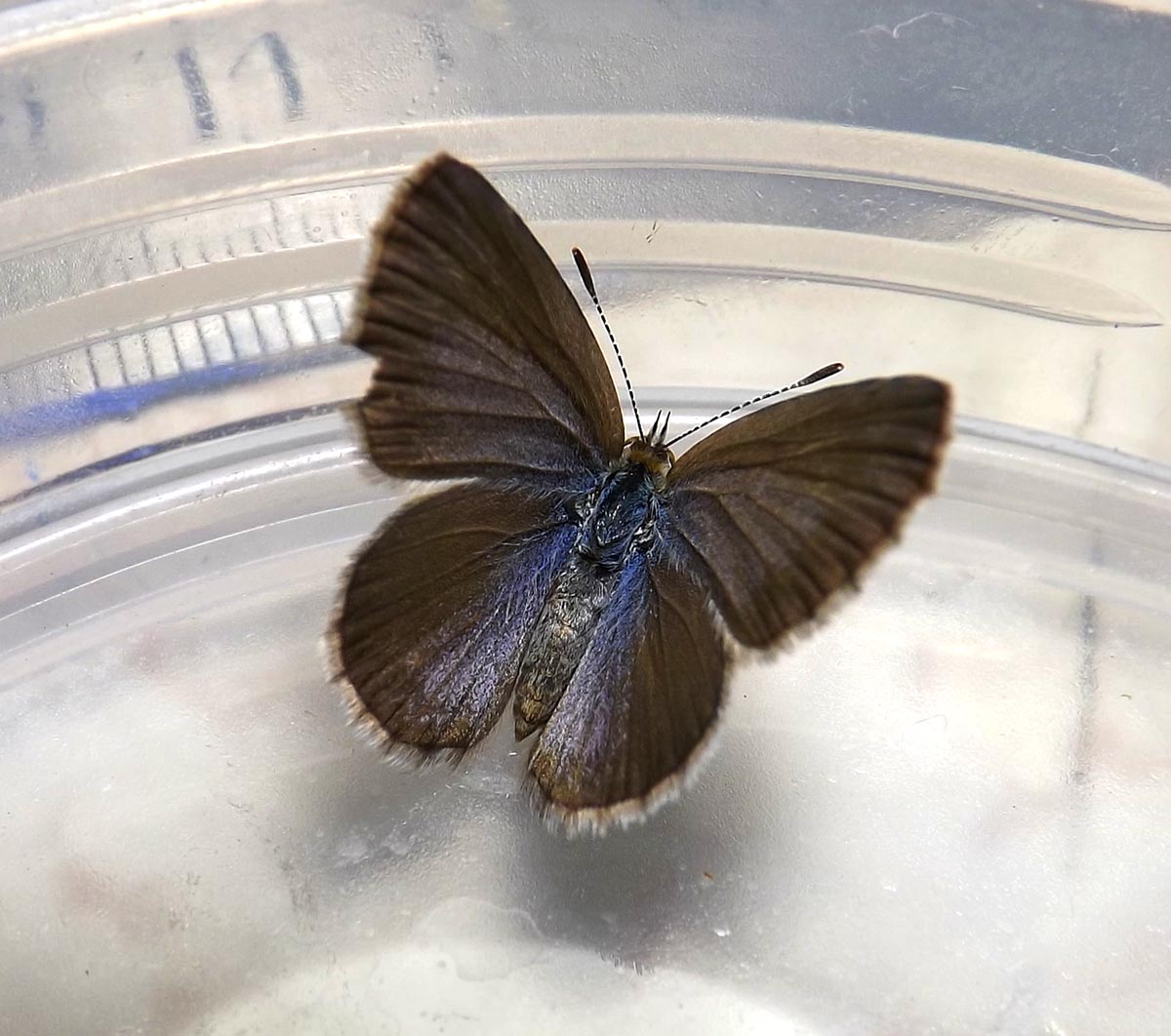 Small Dusky-blue Butterfly
