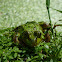 Pool Frog (Northern European)