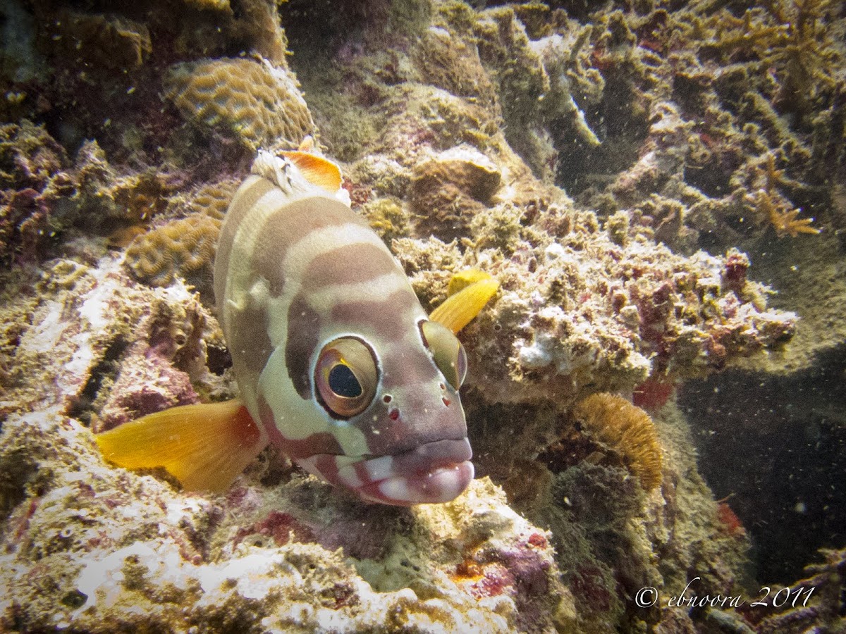 Blacktip Grouper