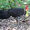 Australian Brushturkey