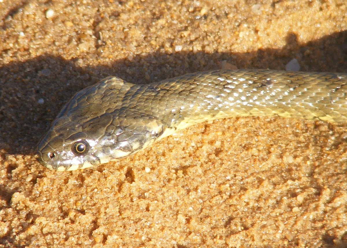 Cobra-de-Água-Viperina