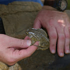 Ranger's Toad