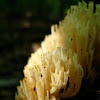 Crown-tipped coral, Clavicorona pyxidata