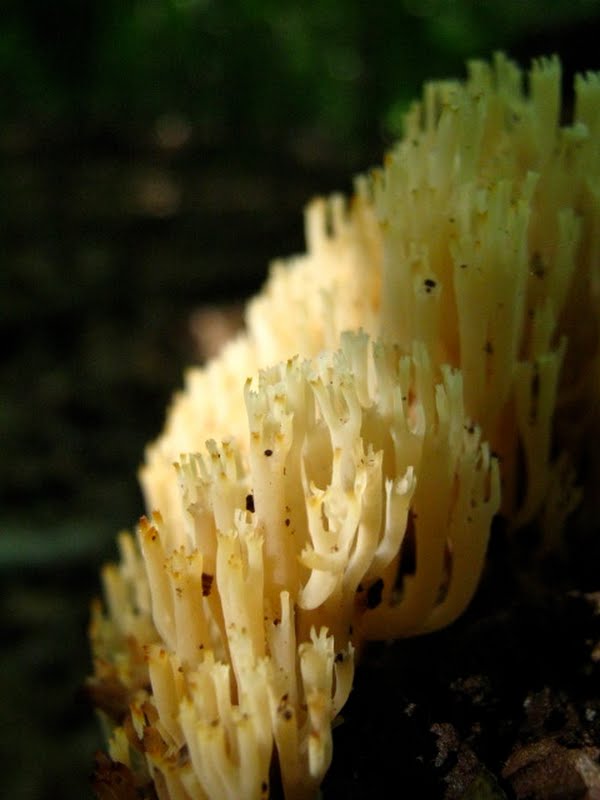 Crown-tipped coral, Clavicorona pyxidata