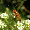 Common red soldier beetle