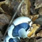 Indigo Milkcap (Indigo Lactarius)