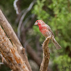 House Finch