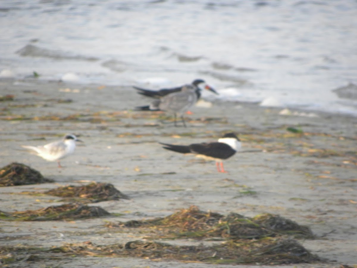 Black Skimmer and gulls