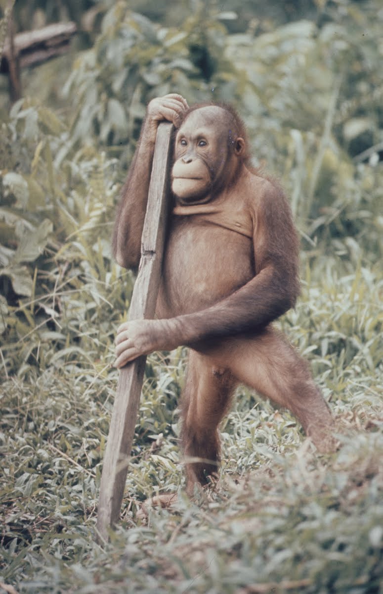 Orangutans In Captivity - Sandakan, Soabah, And Malasia - Town In Br. North Borneo