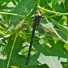 Swamp Darner dragonfly (insect hatch feeding frenzy)