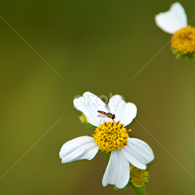 Up close bug by Marissa Frederick - Flowers Flowers in the Wild