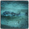 spot fin porcupinefish, blowfish, pufferfish / Gepunkteter Igelfisch