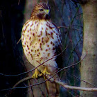 Juvenile red-shouldered hawk