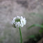 Dutch Clover (White Clover)