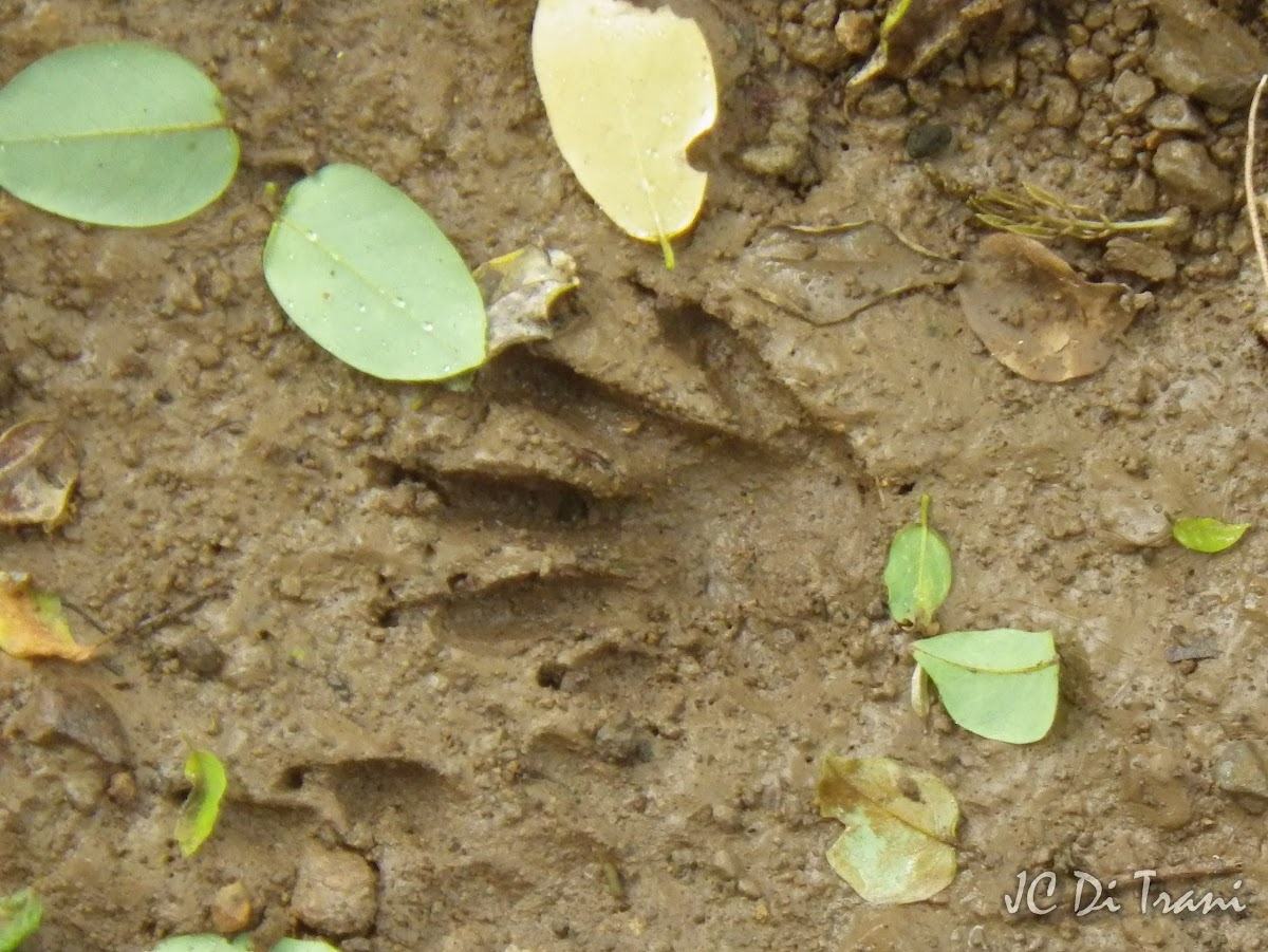 Racoon footprint