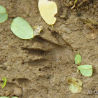 Racoon footprint