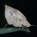 Leaf Katydid