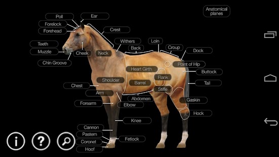 How to download Horse Anatomy: Equine 3D 1.0.1 apk for bluestacks