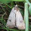 Green Cutworm Moth