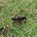 Eastern Lubber Grasshopper Nymph
