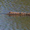 American Alligator