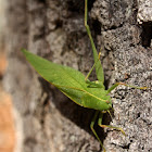 Oblong-winged Katydid