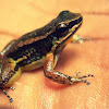 Trinidad Stream Frog