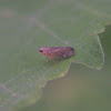 Unidentified Planthopper