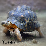 Tortoise Wallpaper LWP Apk