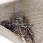 Pacific-slope Flycatcher nest