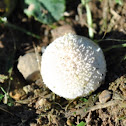 Spiny Puffball (juvenile)