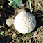 Spiny Puffball (juvenile)