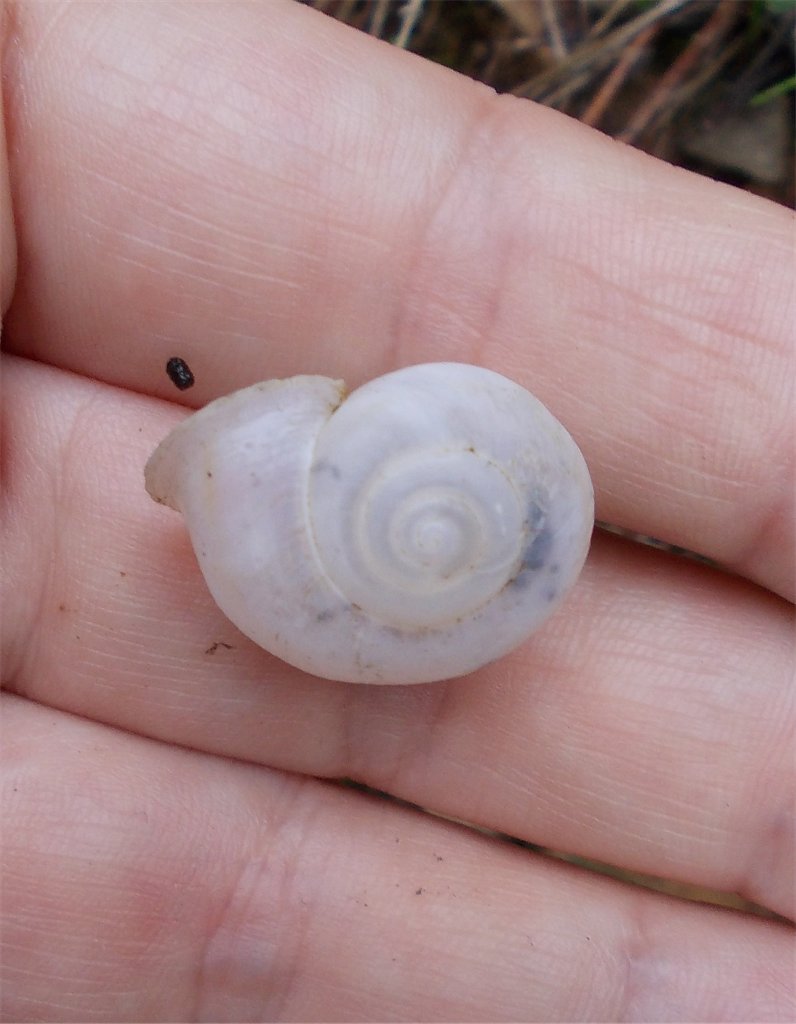 Chilostoma land snail